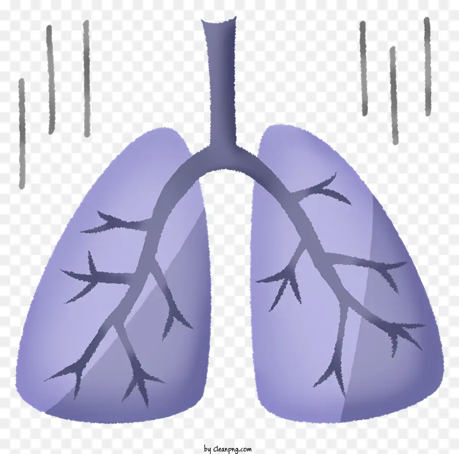 الرئتين，الجهاز التنفسي PNG