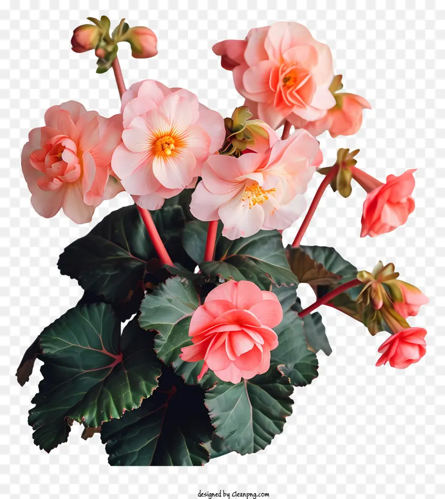 بيجونيا，بوجانفيليا الزهور PNG