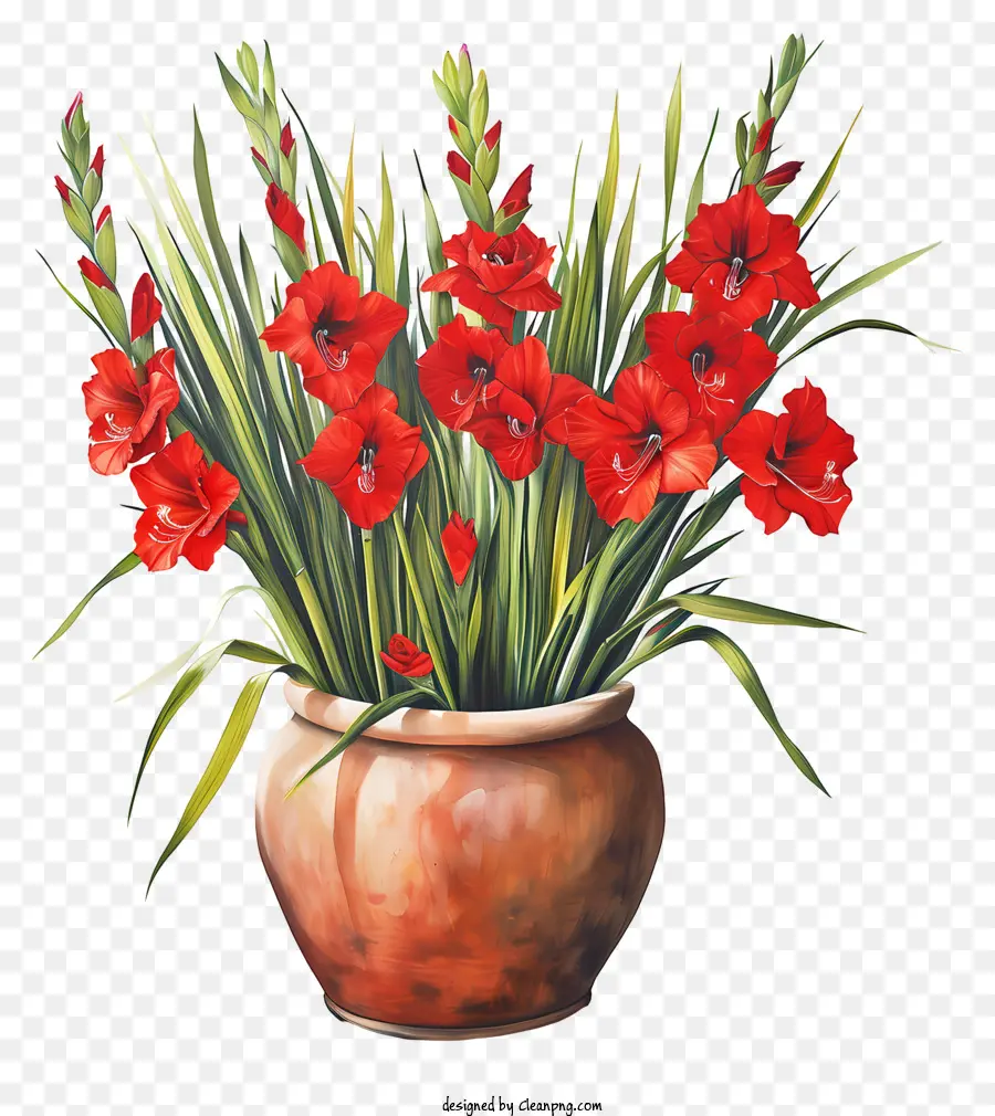 Gladiolus，تلوين PNG