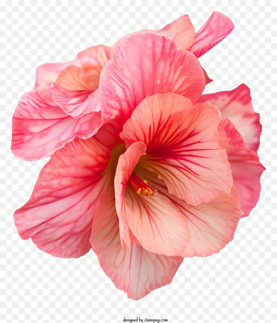 بيجونيا，الوردي الكركديه PNG