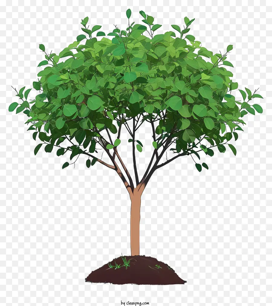 شجرة زراعة واقعية，شجرة PNG