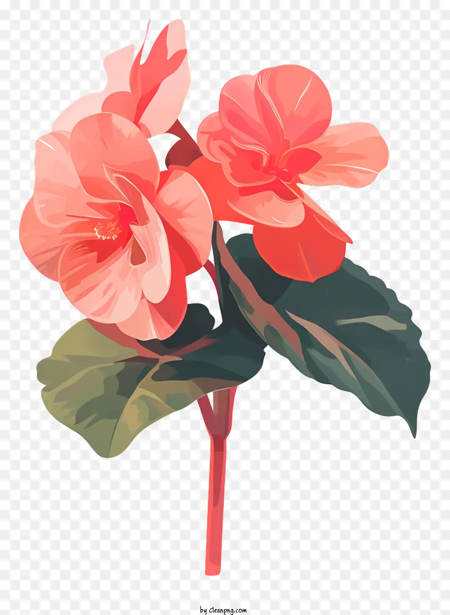 بيجونيا，زهرة الوردي PNG