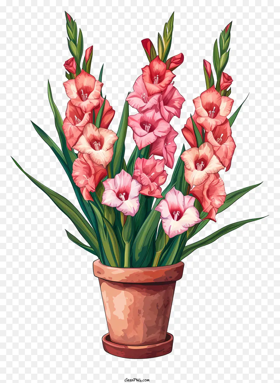 الزنبق，بوعاء Gladiolus PNG