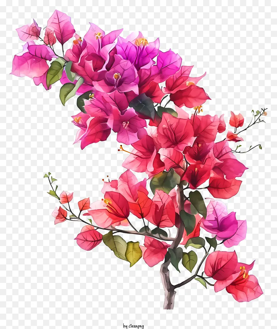 ألوان مائية بوغانفيليا，الزهور الوردية PNG