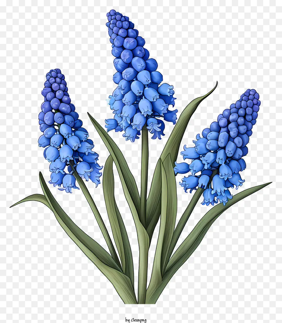 فن الأزهار الأنيقة عن العنب，الزهور الزرقاء PNG