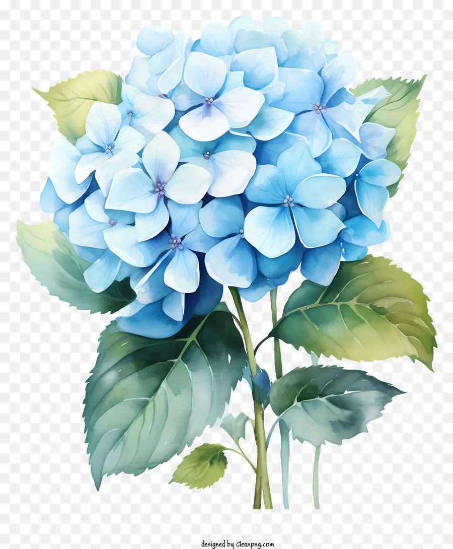 ألوان مائية الزهرة الكوبية，زهرة صنبور زرقاء PNG