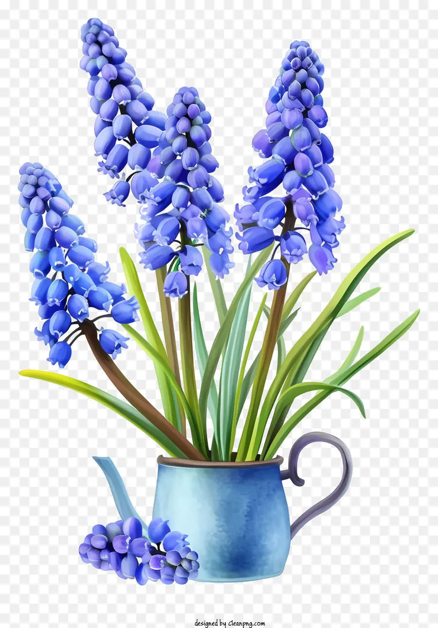 صفير العنب يوضح，الزهور الزرقاء PNG