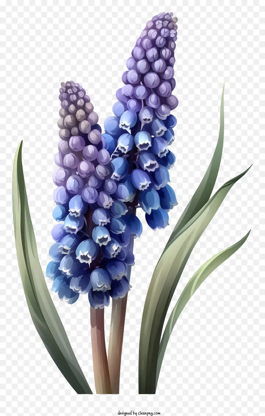 كرتون العنب صفير，الزهور الزرقاء PNG
