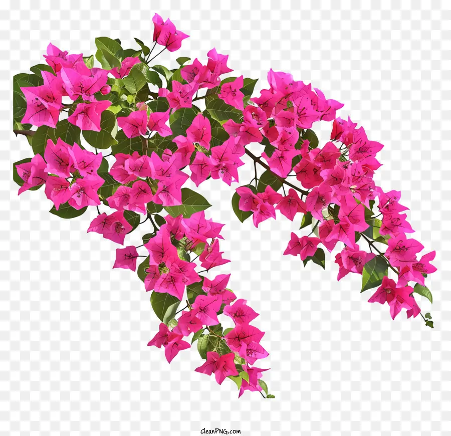 بوغانفيليا واقعية，باقة من الزهور الوردية PNG