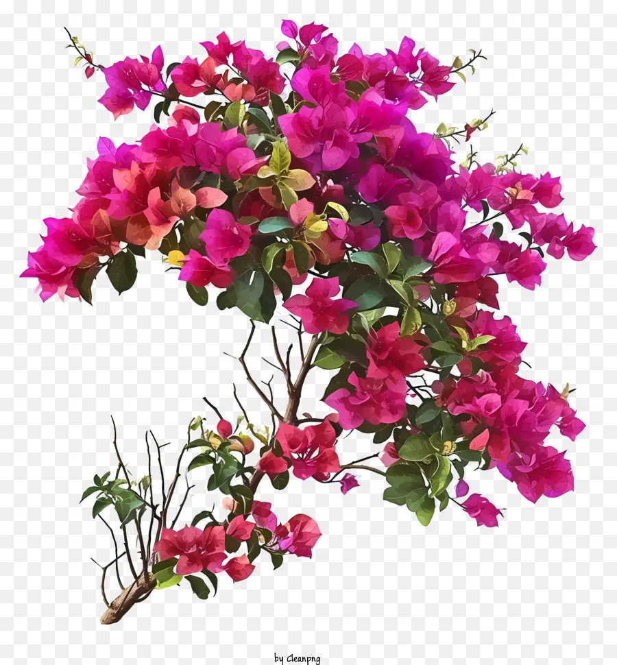 بوغانفيليا واقعية，ترتيب الزهور PNG