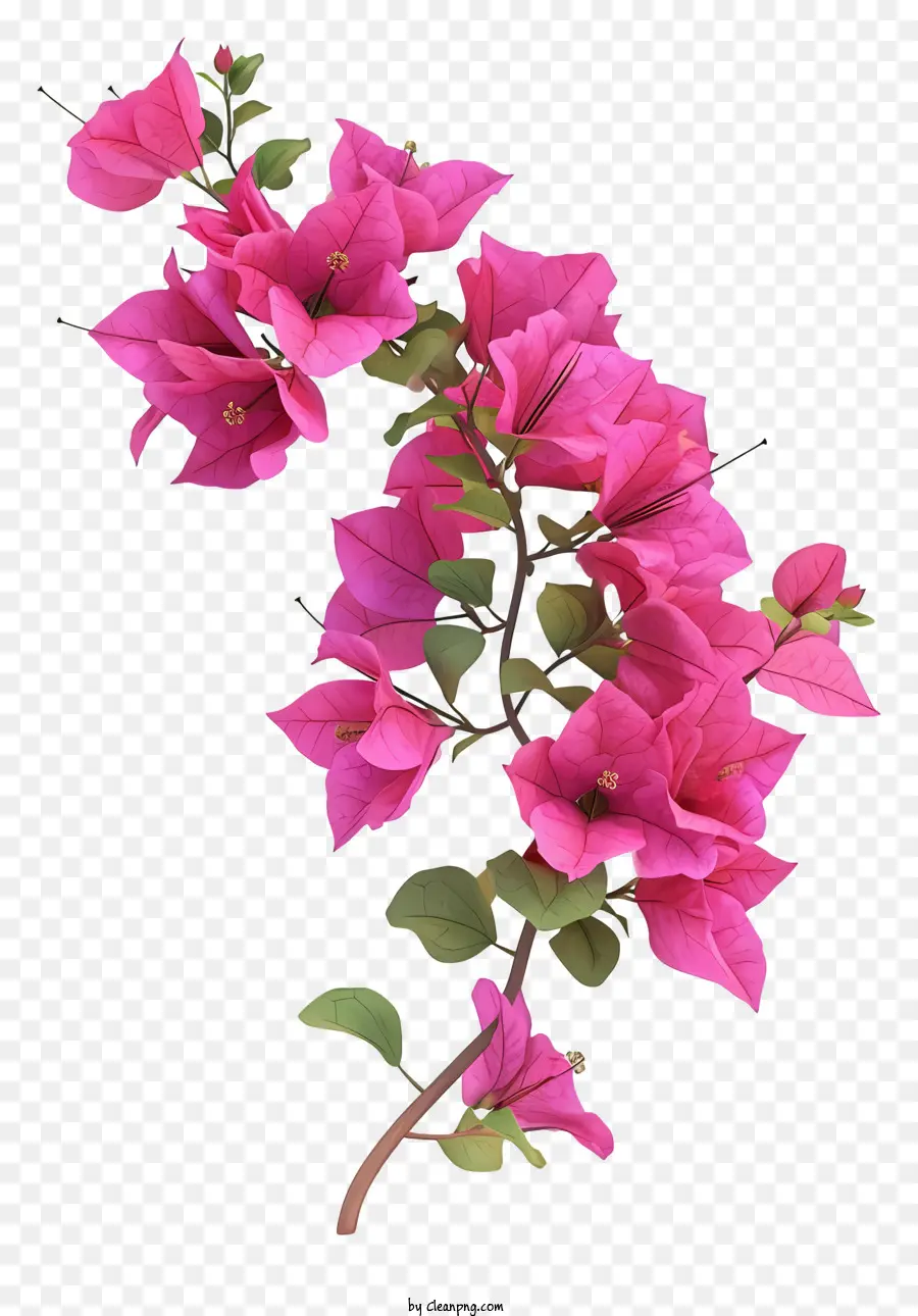 كرتون بوغانفيليا，الزهور الوردية PNG
