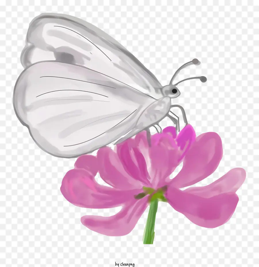 زهرة，فراشة بيضاء PNG