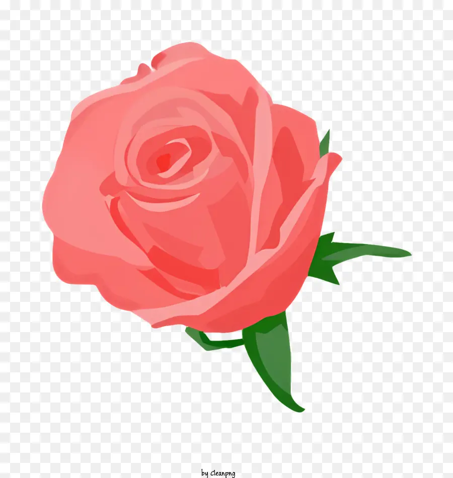 زهرة，الوردي روز PNG