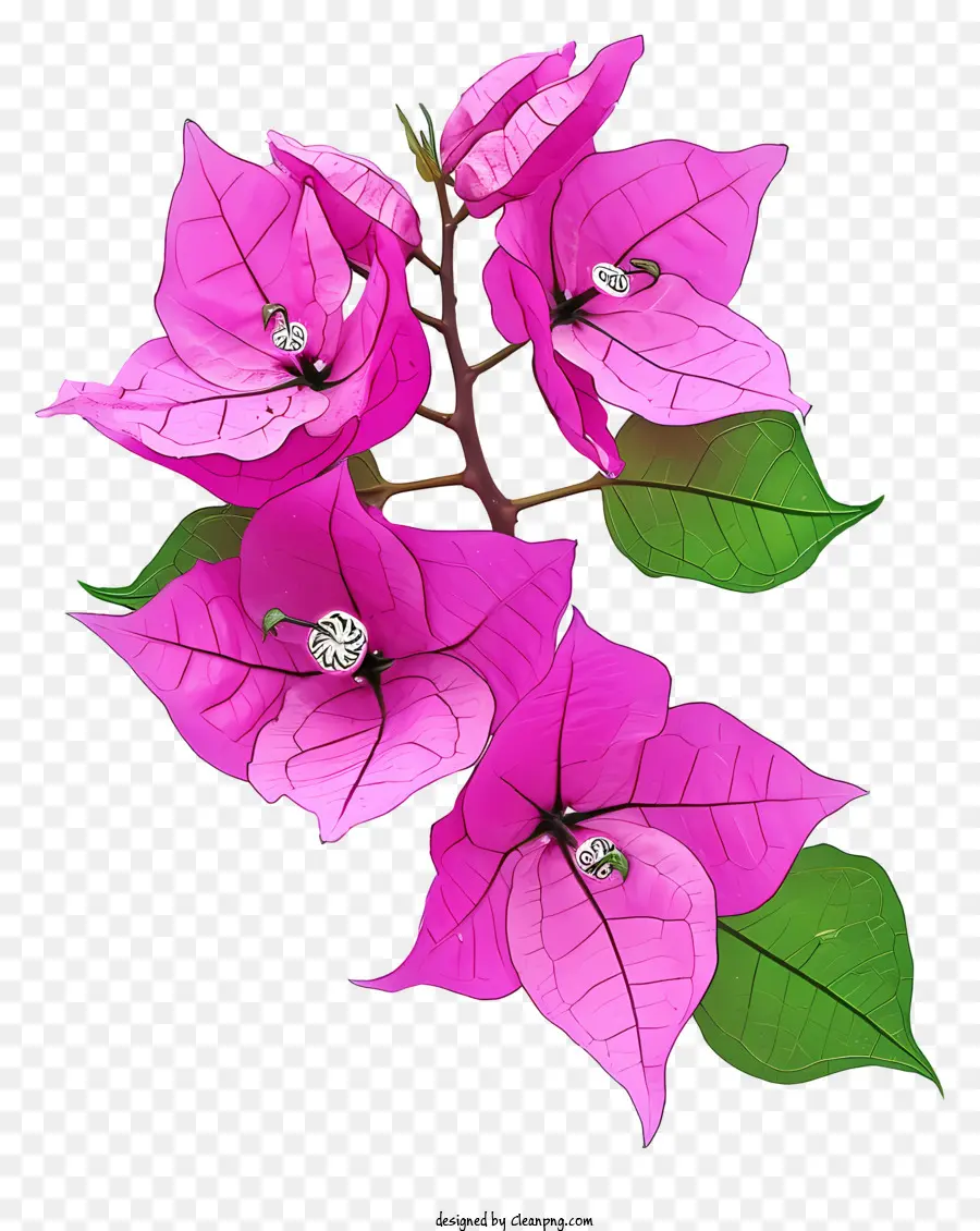 زهرة البوغانفيليا，نبات الزهور الوردي PNG