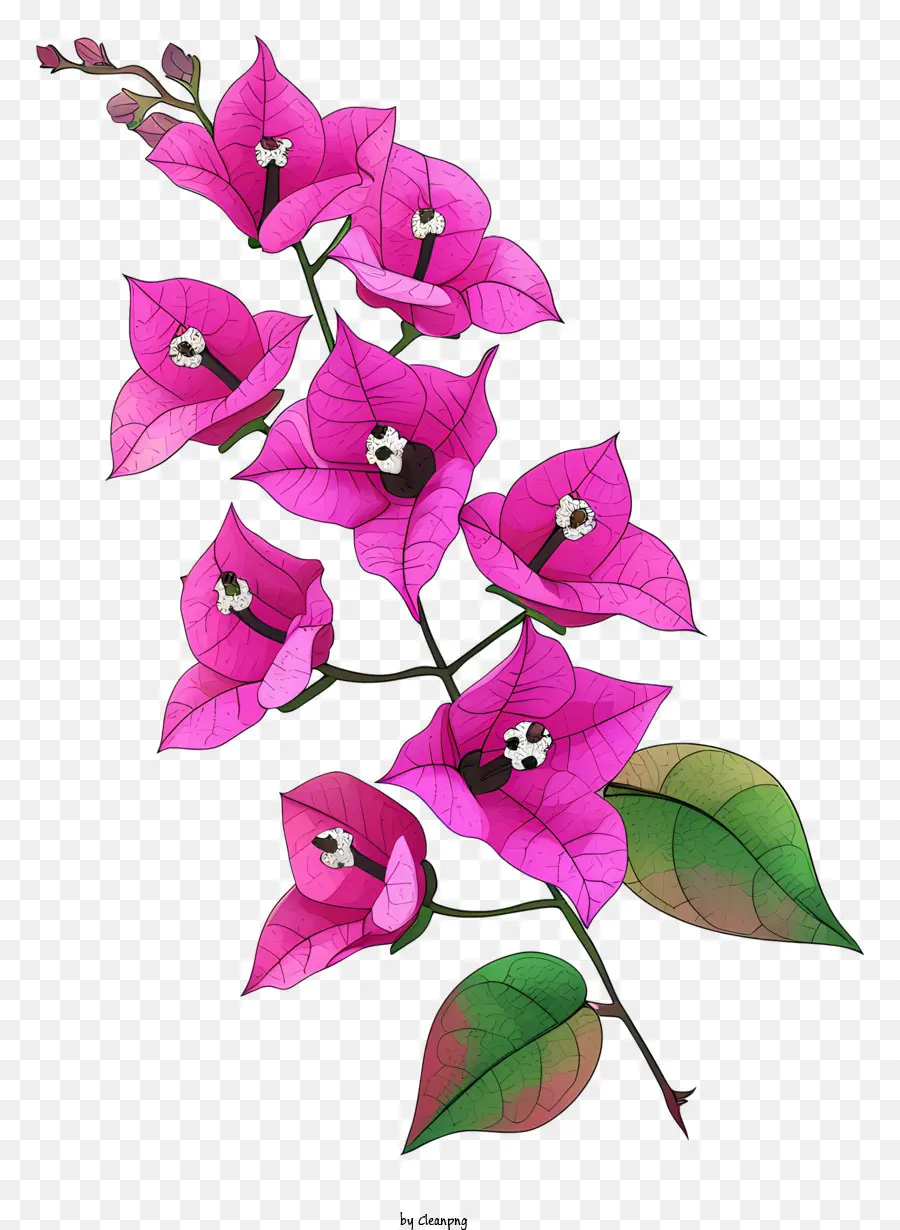 أيقونة بوغانفيليا，الزهور الوردية PNG