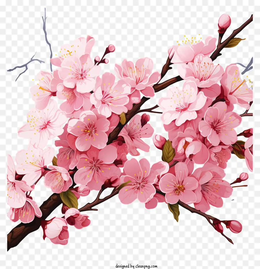 زهر الكرز，الزهور الوردية PNG