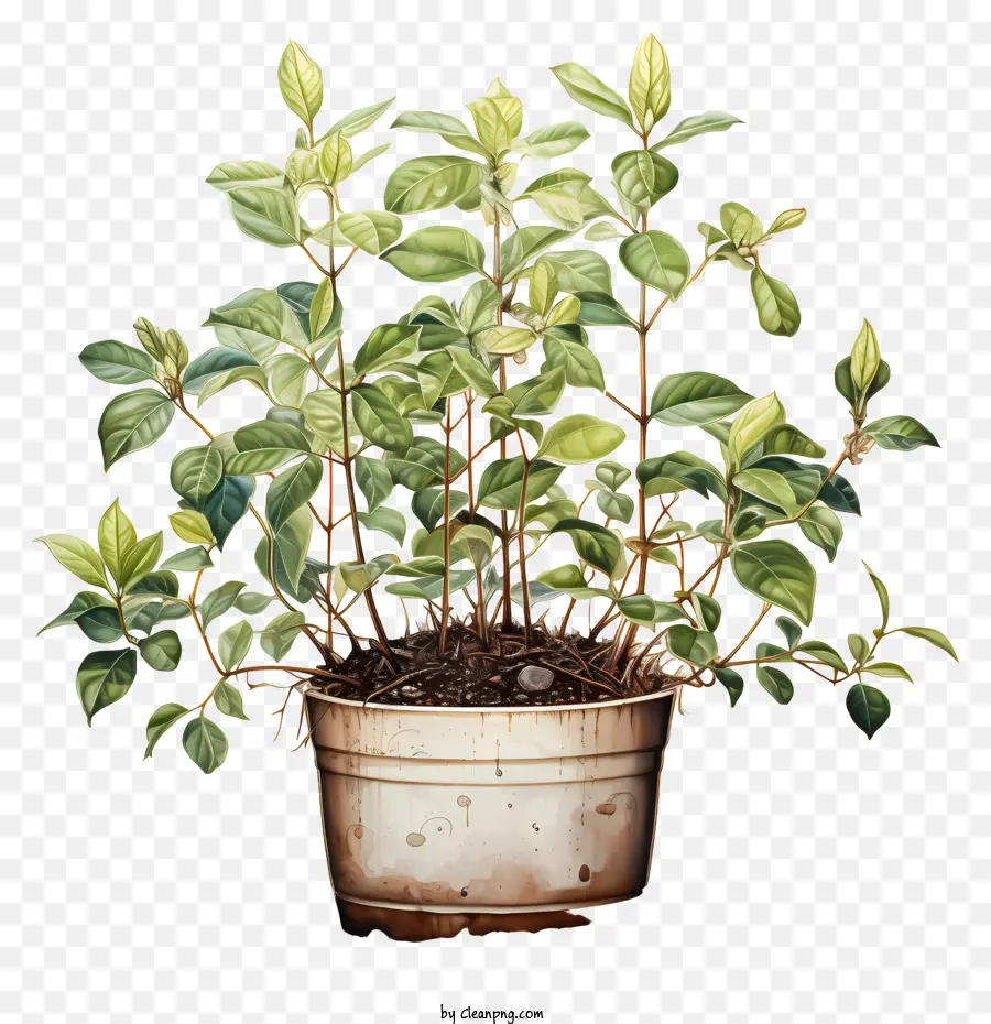 نبات البن，النبات في وعاء PNG