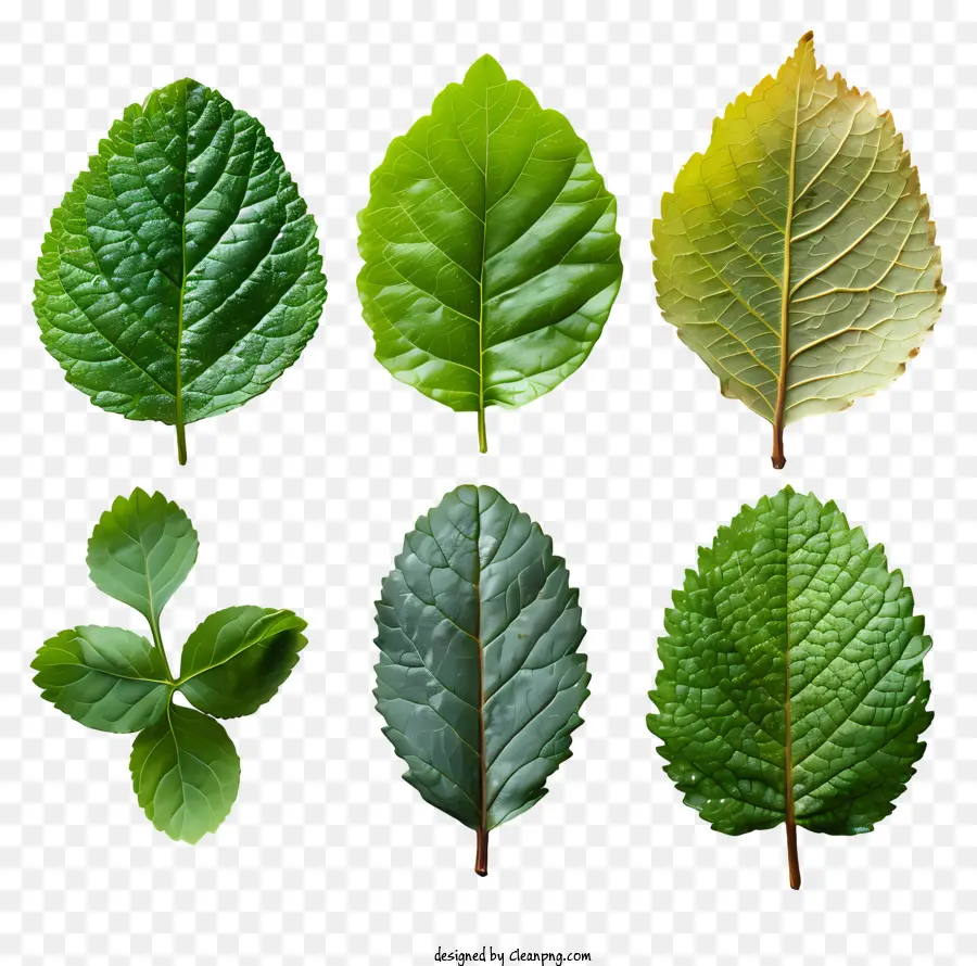 الأوراق الخضراء ،，لون وشكل متميزان PNG