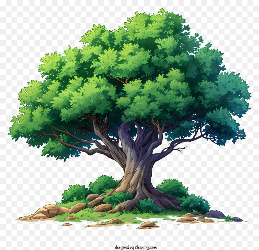 شجرة كبيرة مسطحة，شجرة البلوط PNG