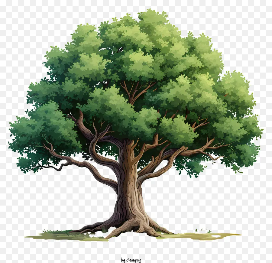 شجرة كبيرة مسطحة，شجرة خضراء PNG