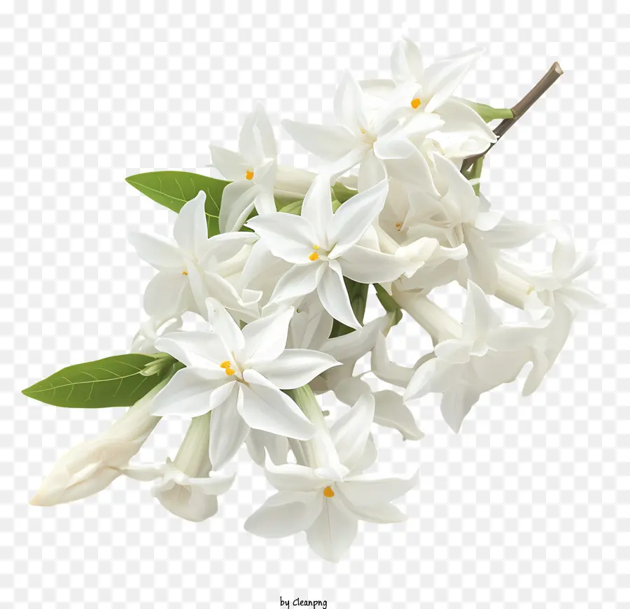النجم الأبيض ياسمين，زهور الياسمين البيضاء PNG