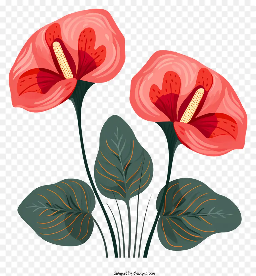 زهرة أنثوريوم，الزهور الوردية PNG