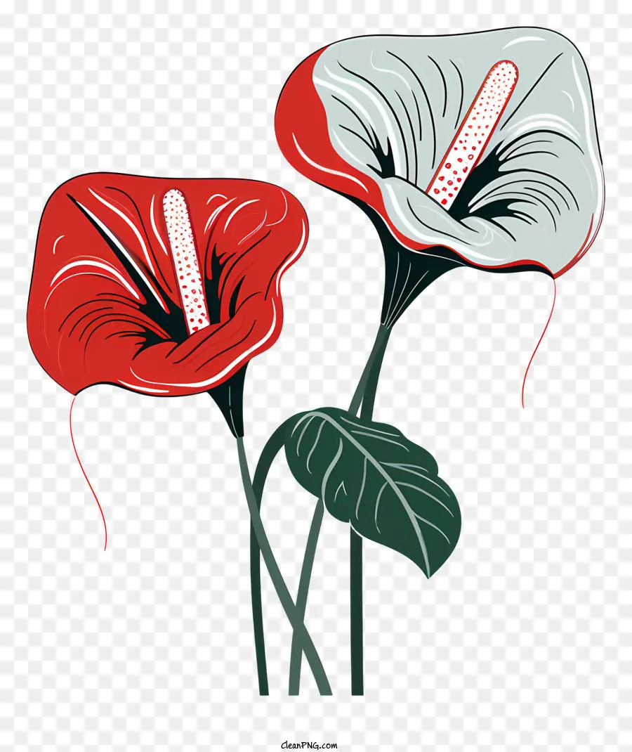 زهرة أنثوريوم，ترتيب الزهور PNG