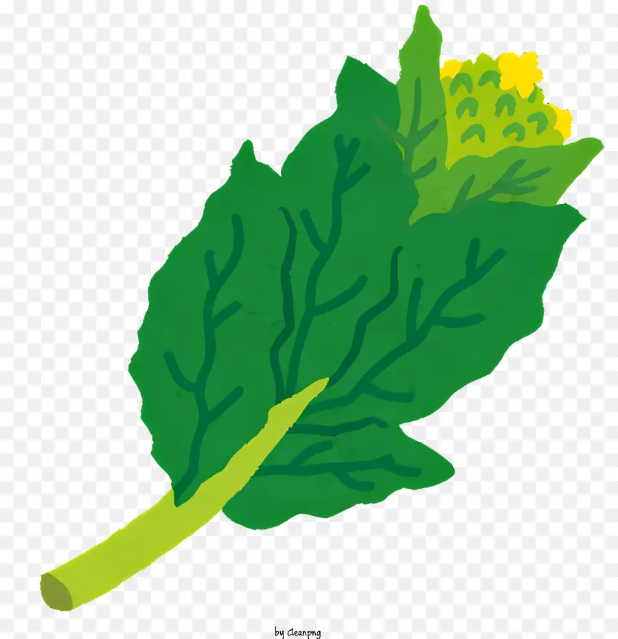 نبات البروكلي，خضار ورقية PNG
