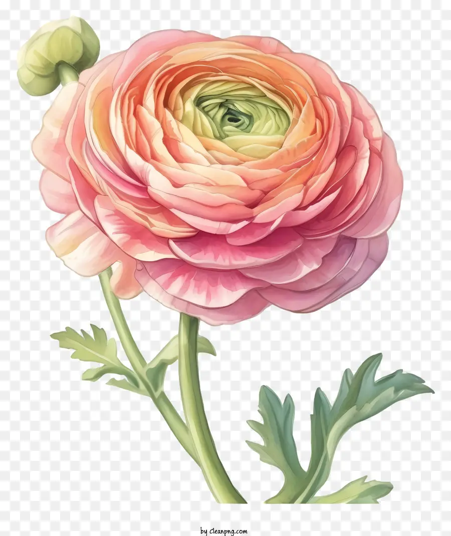 ألوان مائية أنيقة زهرة رانسولوس，أنواع الزهور PNG