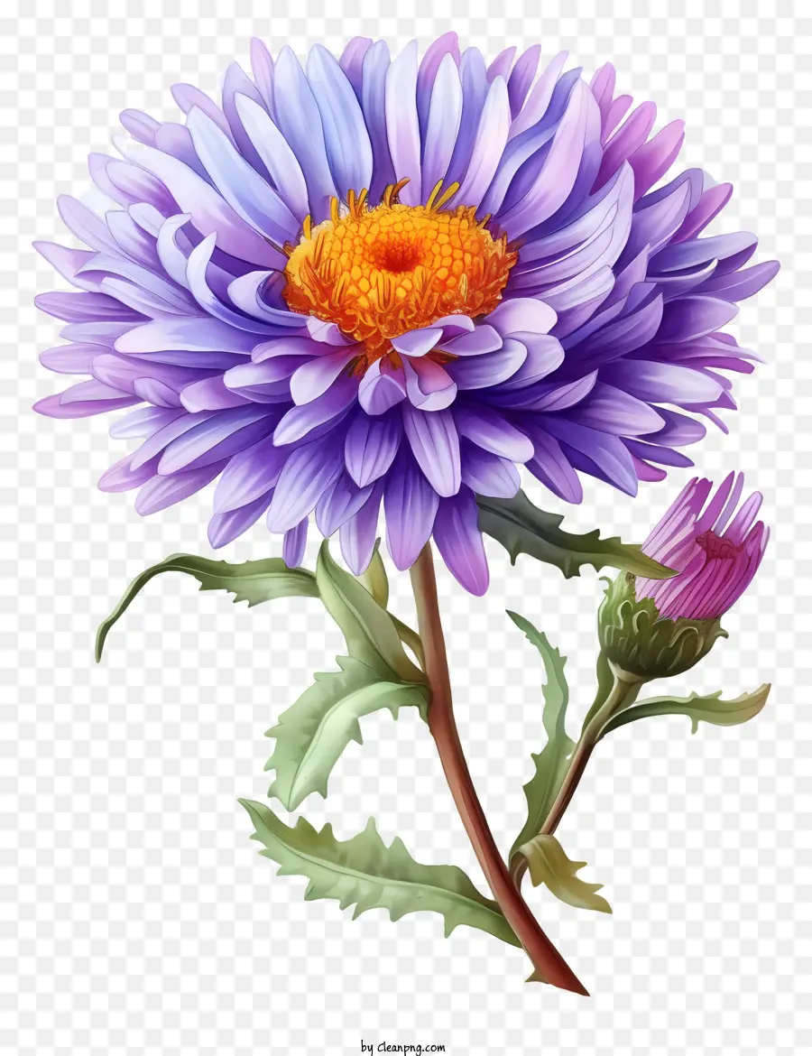 ألوان مائية أنيقة زهرة أستر，الأرجواني زهرة PNG