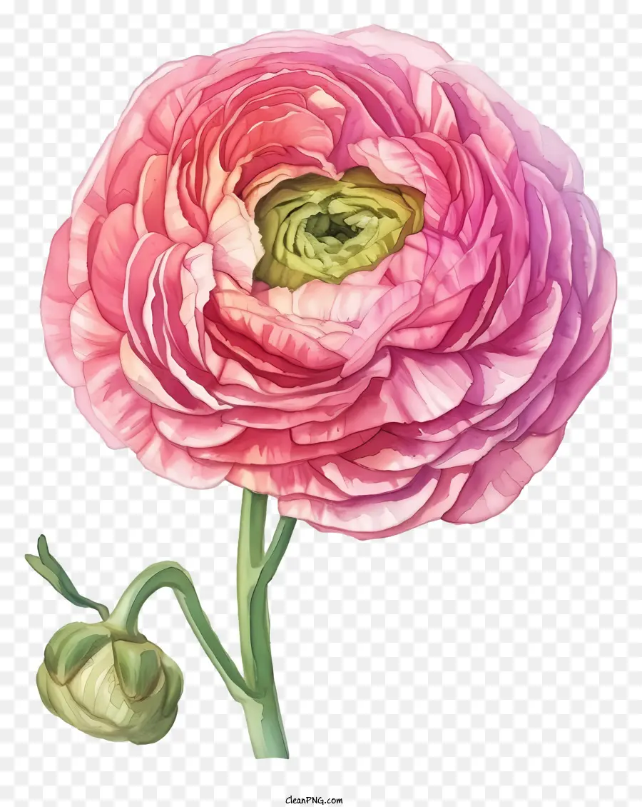 ألوان مائية أنيقة زهرة رانسولوس，زهرة الوردي PNG
