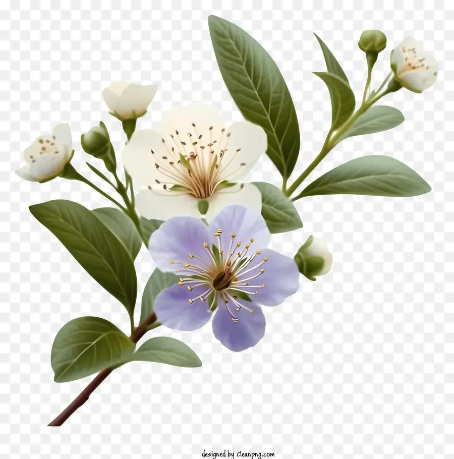 زهرة ميرتل الأنيقة，زهرة بيضاء PNG
