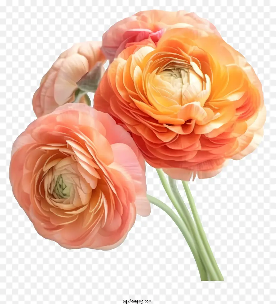 واقعية أنيقة زهرة رانسولوس，زهور القرنفل PNG