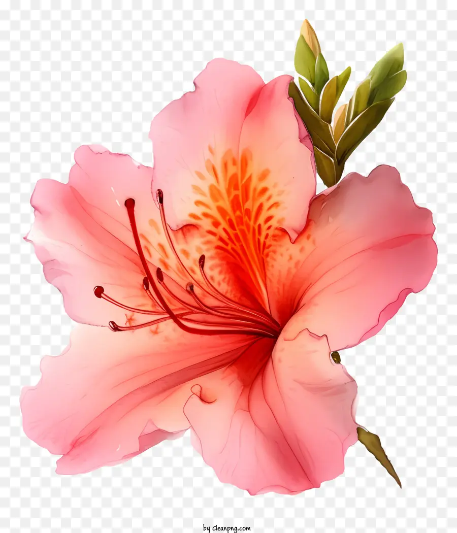 ألوان مائية زهرة أزاليا，زهرة الوردي PNG