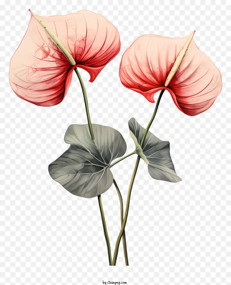 زهور الأنثوريوم，الزهور الوردية PNG