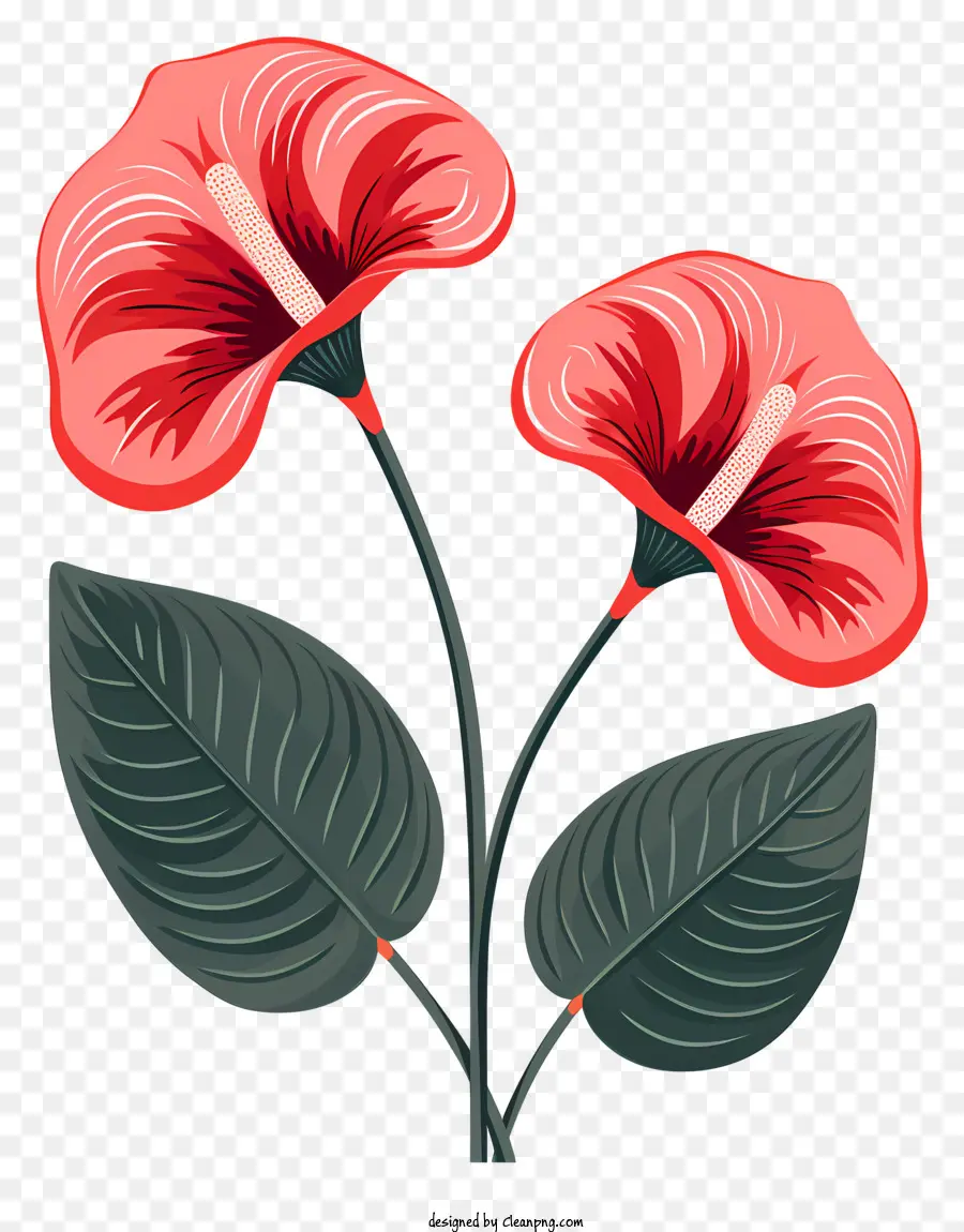 زهور الأنثوريوم，الكلمات الرئيسية PNG