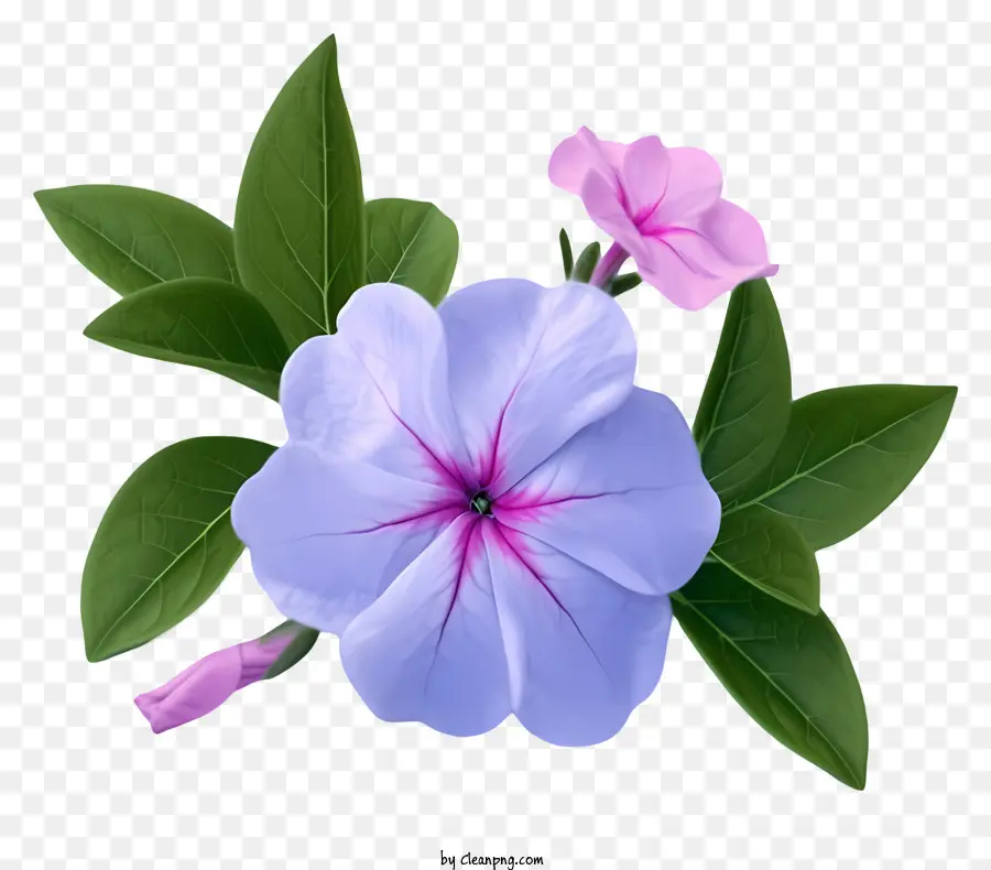 زهرة الأنيقة الأنيقة，زهرة زرقاء ووردي PNG