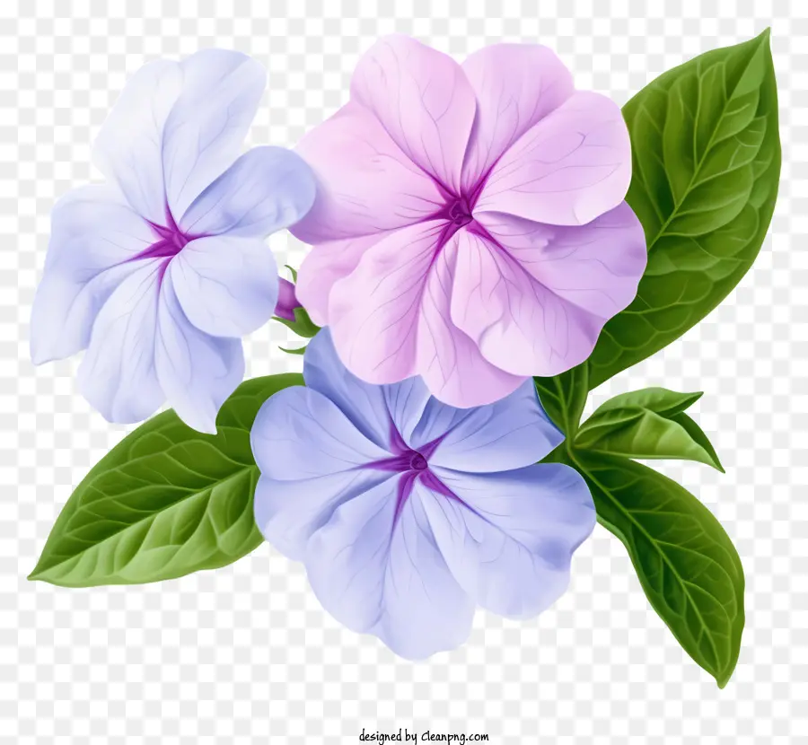 زهرة الأنيقة الأنيقة，الأرجواني الزهور PNG