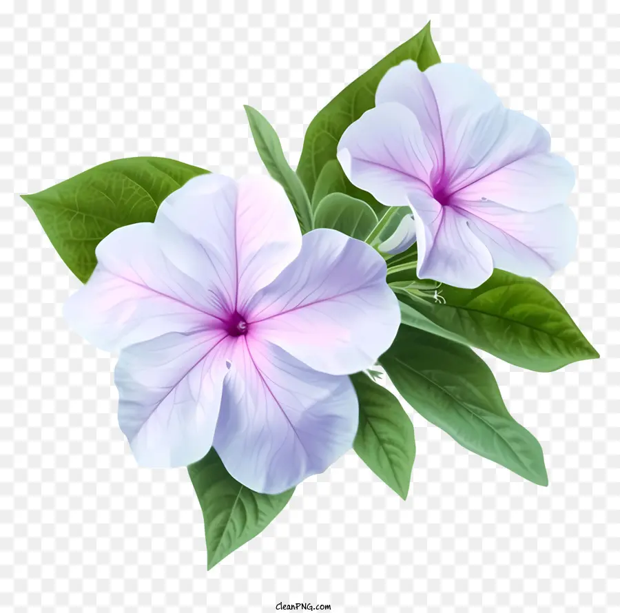 زهرة الأنيقة الأنيقة，الزهور البيضاء PNG