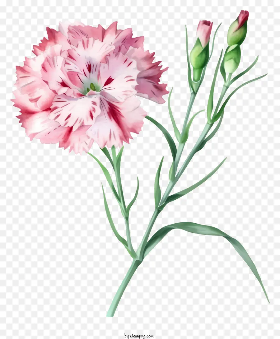 ألوان مائية أنيقة زهرة ديانثوس，القرنفل الوردي PNG
