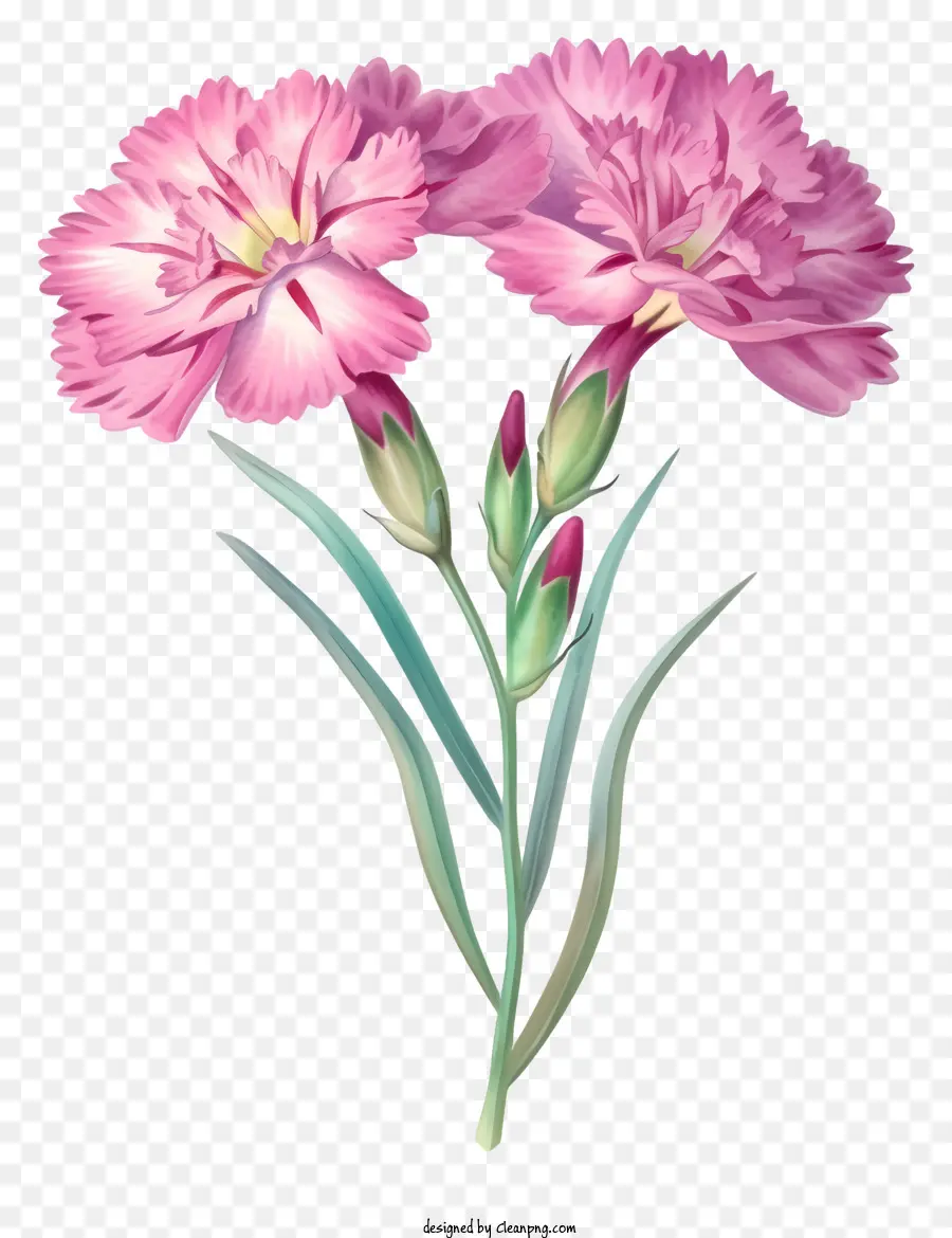 تصميم رسم زهرة Dianthus الأنيق，القرنفل PNG