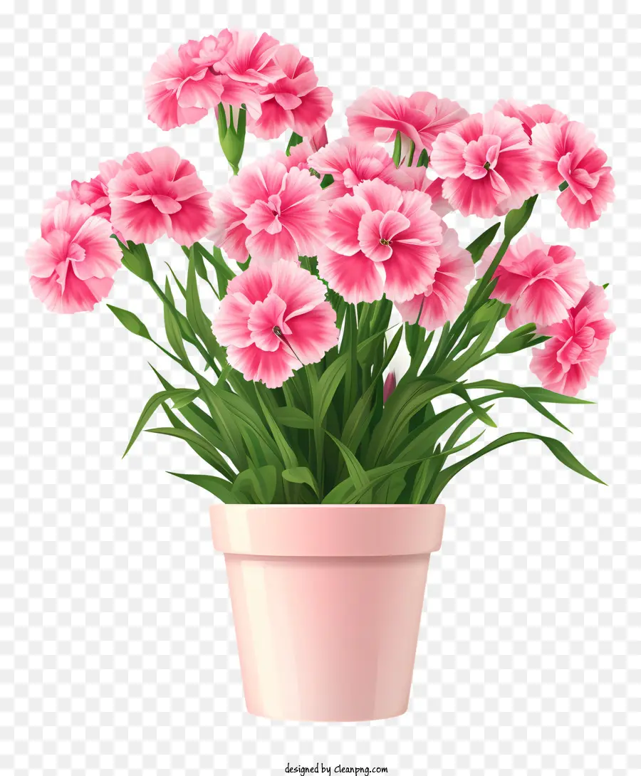 زهرة ديانثوس，اناء للزهور وردي PNG