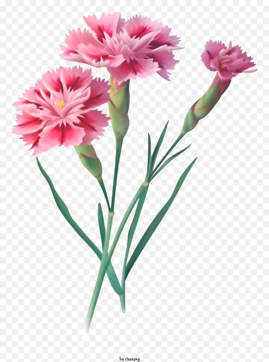 زهرة ديانثوس أنيقة واقعية，القرنفل الوردي PNG