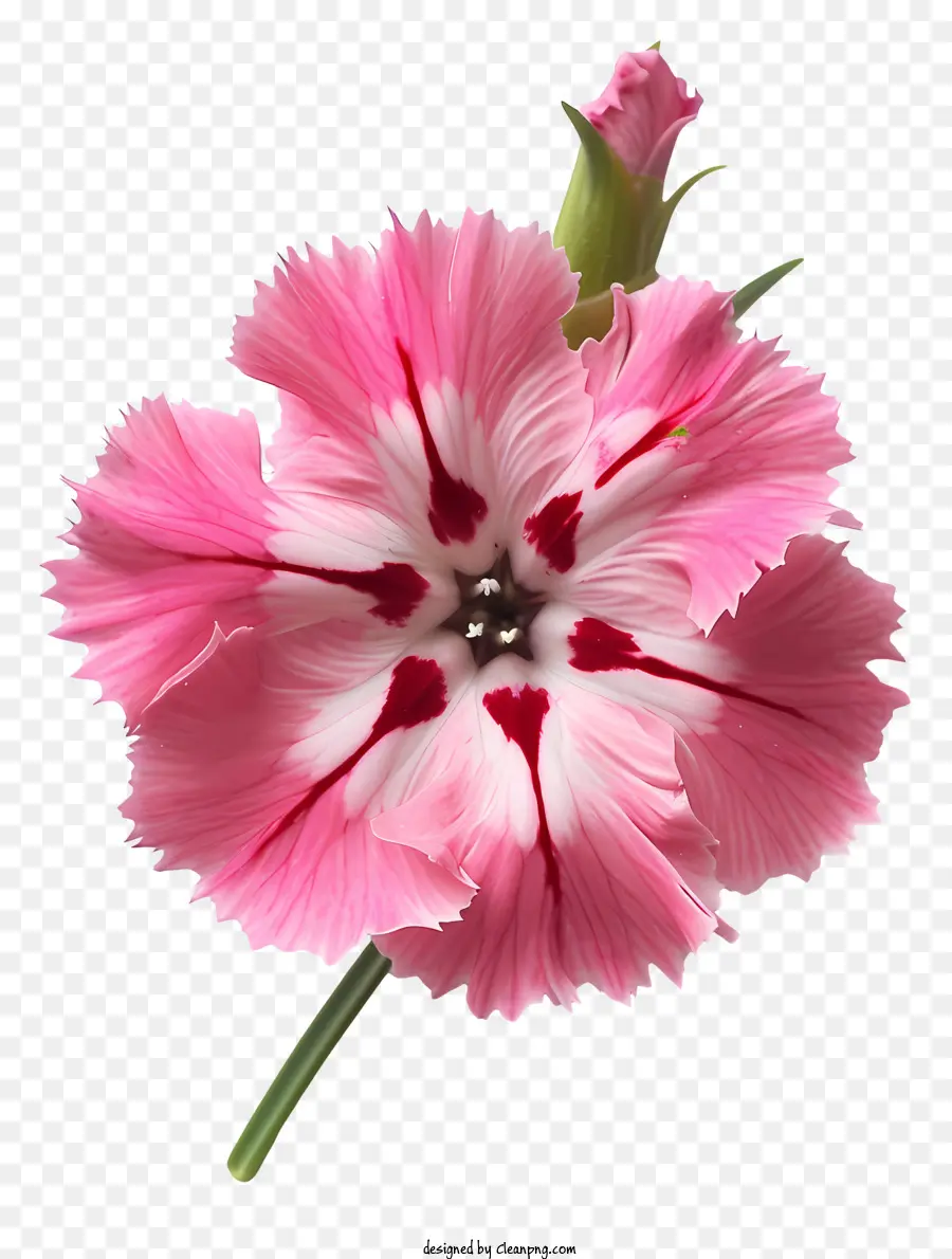 زهرة ديانثوس，زهرة القرنفل الوردي PNG