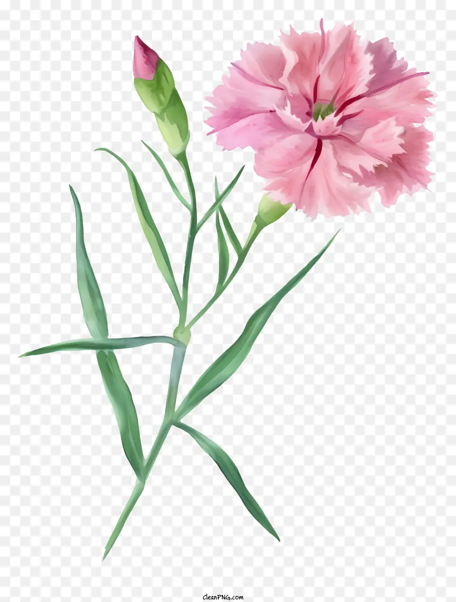 ألوان مائية أنيقة زهرة ديانثوس，زهرة الوردي PNG