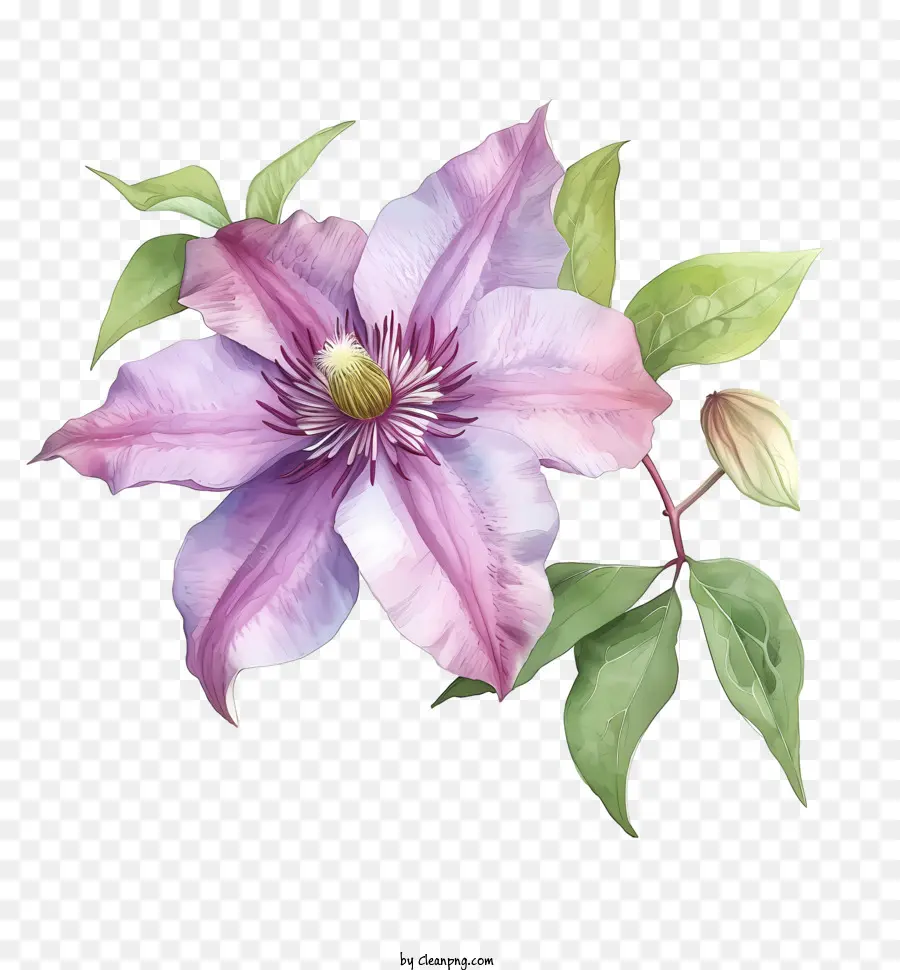 ألوان مائية أنيقة كليماتيس زهرة，الأرجواني زهرة PNG