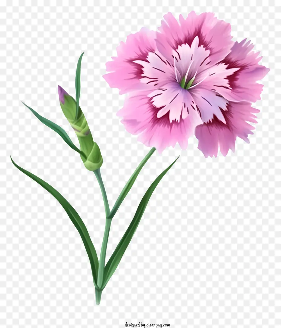 أيقونة زهرة Dianthus الأنيقة，قرنفل PNG