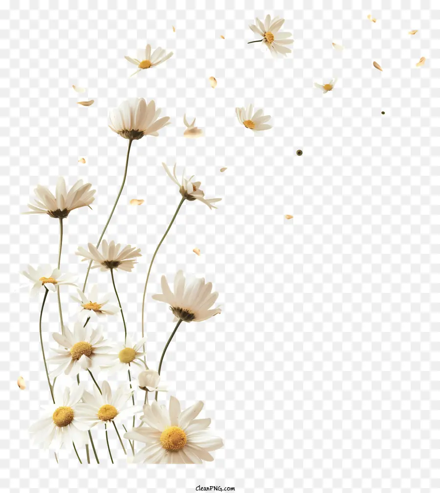 تحلق الزهور，الإقحوانات البيضاء PNG
