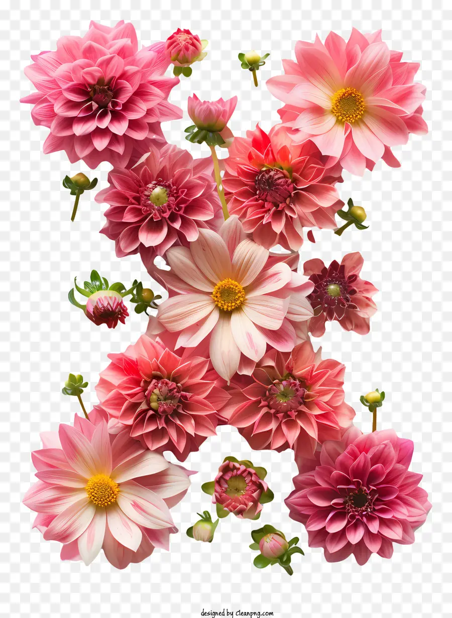 رسالة الأزهار X，الإقحوانات الوردية PNG