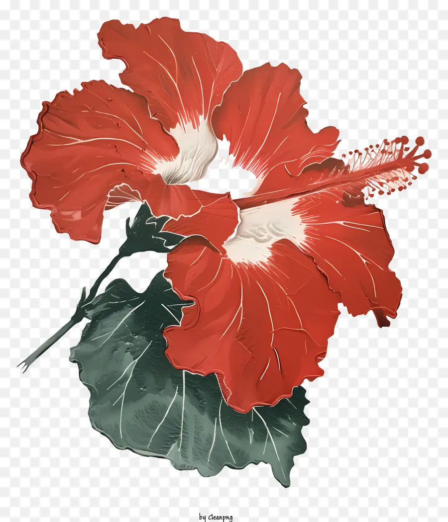 زهرة الكركديه，زهرة الكركديه الأحمر PNG